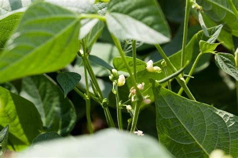 Premium Photo | A bean blooming during growth is an agricultural field with a bean plant in summer