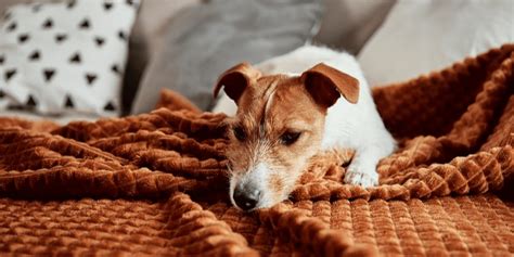 Remove Pet Odours And Eliminate Smells In Carpets And Upholstery