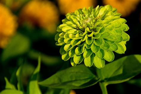 Green Zinnia // Great Gardens & Ideas // | Zinnias, Garden, Flowers