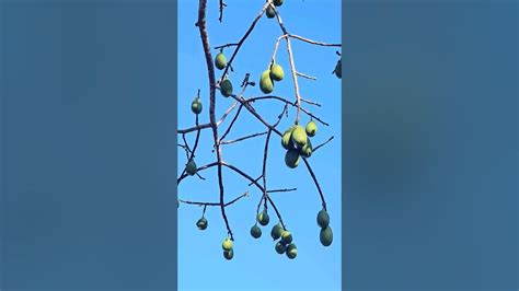 Ceiba Silk Cotton Tree Pods Playa Del Carmen Mexico Tropical Caribbean Plant Life Kapok Nature