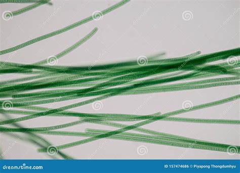 Oscillatoria Is A Genus Of Filamentous Cyanobacterium, Oscillation In ...