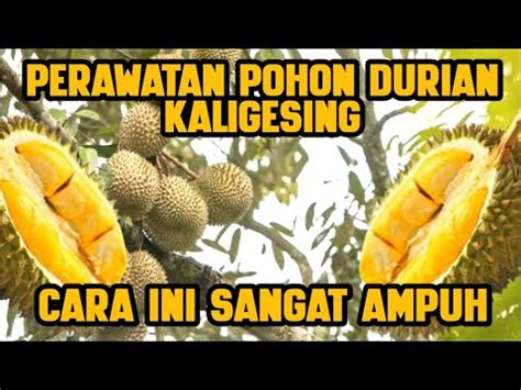 Perawatan Pohon Durian Kaligesing Duren Durian YouTube