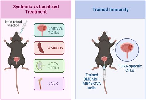 Systemic Versus Localized Bacillus Calmette Guérin Immunotherapy Of Bladder Cancer Promotes An