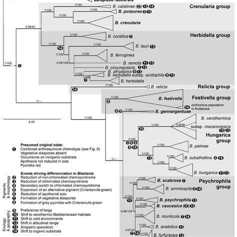 Species Tree Reconstructed By Beast With Estimated Divergence Time For