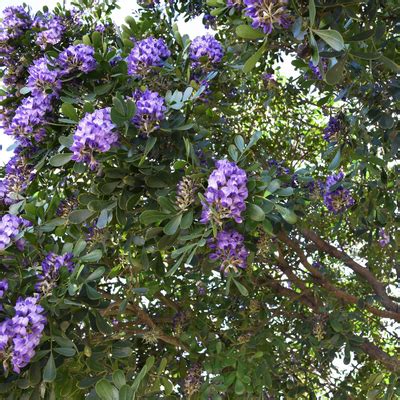 Texas Mountain Laurel - Bob Wells Nursery - U.S. Shipping