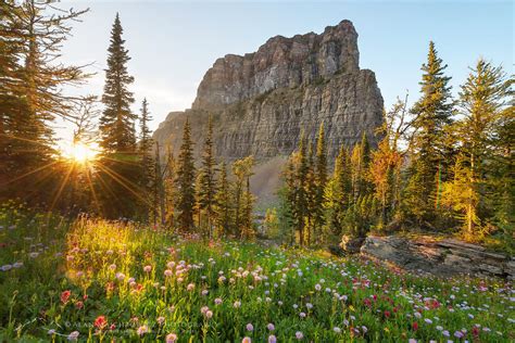 Boulder Pass Wildflowers Glacier National Park Alan Majchrowicz