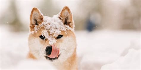 Winter Dog Names | TrustedHousesitters.com