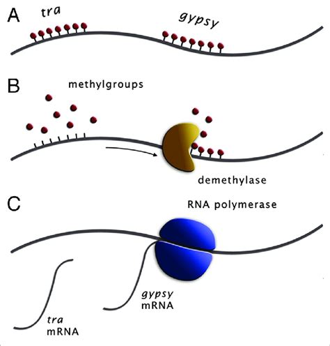 Cartoon Of Chromosomal Region In Female Germline A The Sex