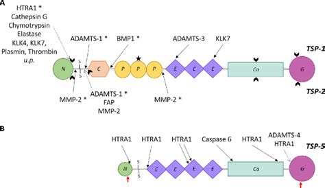 Protease Cleavage Sites On Tsps Graphic Representation Of Cleavage