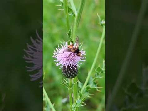 Looking Like Quasimodo With Wings The Rather Ugly Conopid Fly Sicus