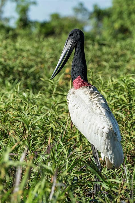 Pantanal Mato Grosso Brazil Photograph By Janet Horton Fine Art America