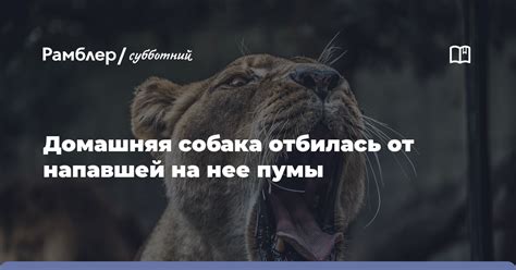Домашняя собака отбилась от напавшей на нее пумы - Рамблер/субботний