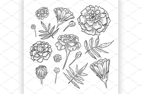 Vector hand drawn elegant marigold | Flower tattoo drawings, Flower drawing, How to draw hands