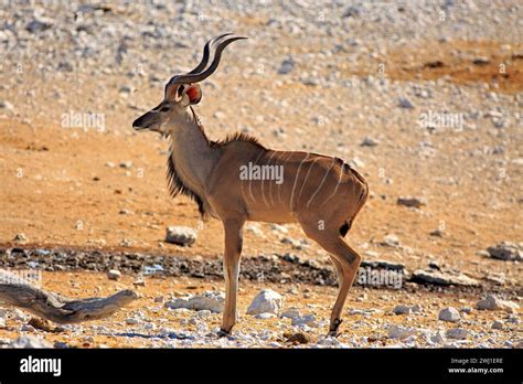 Beautiful Adult Male Buck Kudu Standing On The Dry Plains With