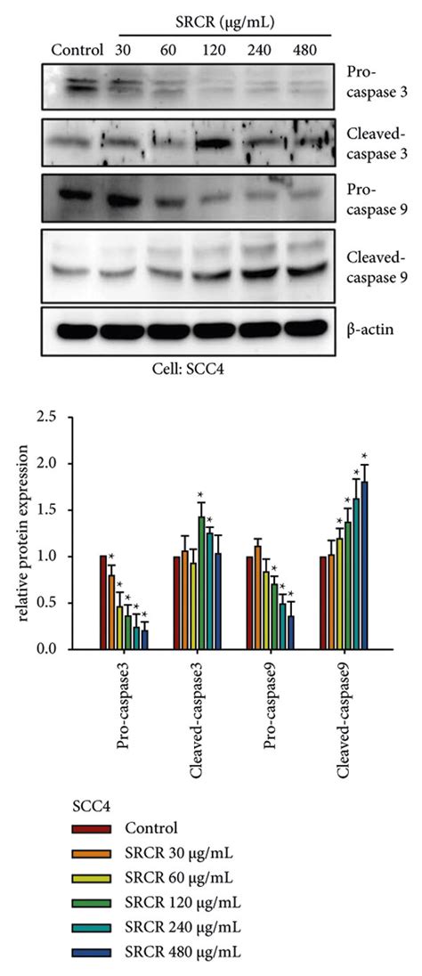 Srcr Induced Activation Of Caspases In Human Oscc Cells A D After Download Scientific