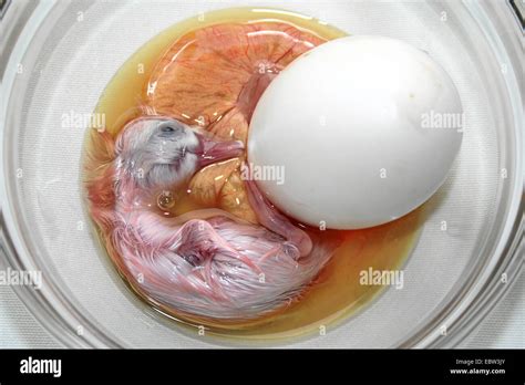 Duck Embryo Development