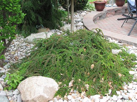 Ground Cotoneaster (Cotoneaster horizontalis) in Lancaster York Harrisburg Pennsylvania PA at ...