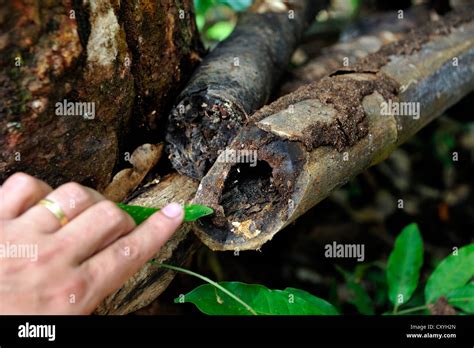 Hand pointing towards ants in rotting bamboo, Amazon rainforest, Belem ...