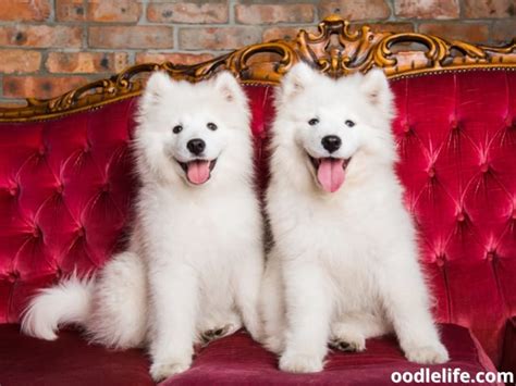 How Much Do Samoyed Shed? (5 Strategies To Reduce) - Oodle Life