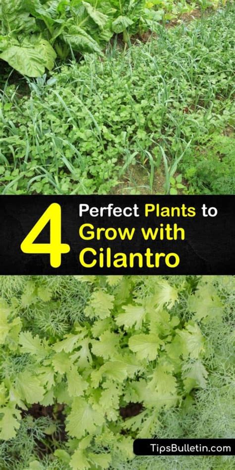 Cilantro Plant Companions What Grows Well With Cilantro