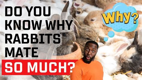 Why Do Rabbits Mate So Much Youtube