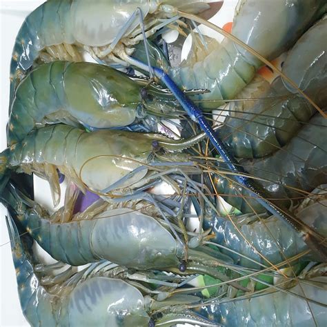 বাগদা চিংড়ি Tiger Prawn Satej Bangla