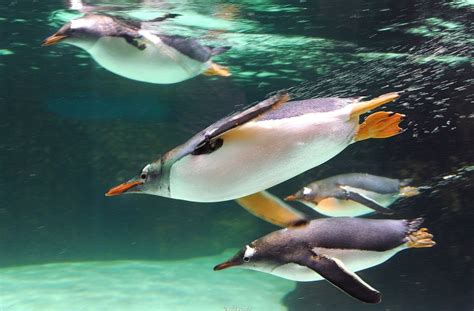 Gentoo Penguin Facts, Habitat, Predators, Lifespan, Pictures