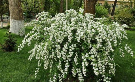Цветущие кустарники – характеристики будлеи, рододендрона, спиреи ...