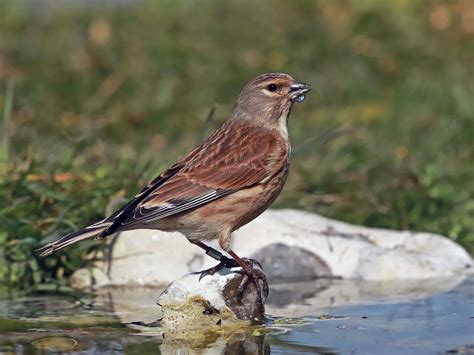 Linnet Bird Facts (Linaria cannabina) | Birdfact