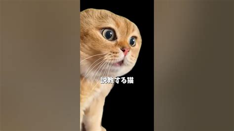 説教する猫 について解説 猫ミーム Youtube