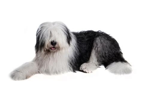 Old English Sheepdog | Dog Breeds