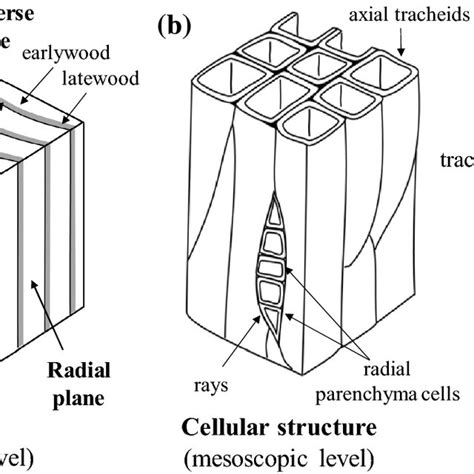 The Schematic Structure Of A Softwood A Growth Rings Layering And