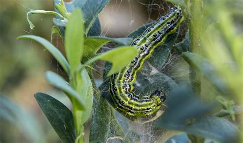 Tout Savoir Sur La Chenille De La Pyrale Du Buis Gamm Vert