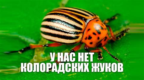 От колорадского жука поможет следующее - YouTube