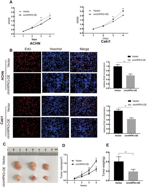 Overexpression Of Circhipk3 Inhibits Proliferation Of Ccrcc Cells In