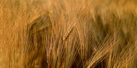 Твердая пшеница в России — ASM-AGRO