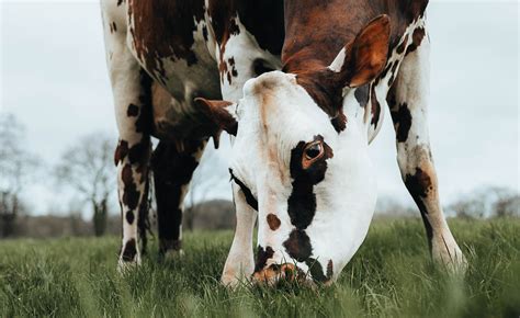 La vache Oreillette nouvelle star normande Région Normandie