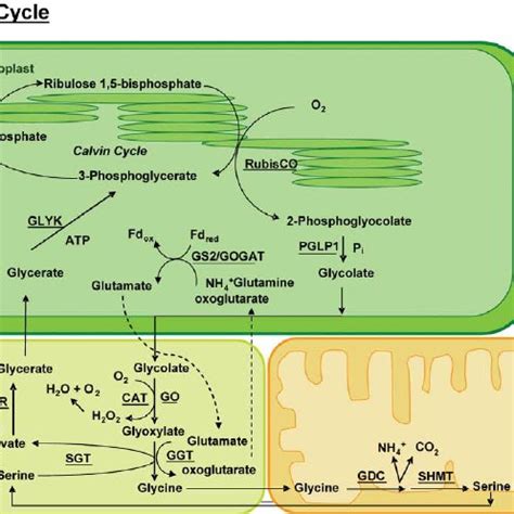 (PDF) Peroxisome Biogenesis and Function