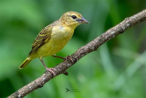 Golden Backed Weaver Female Bird Species Species Weavers