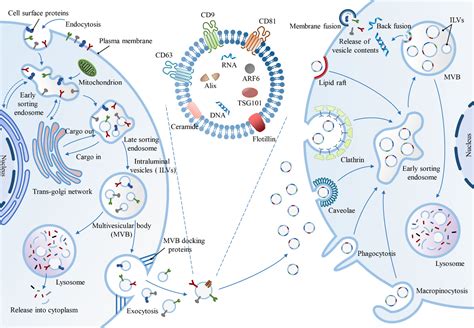 Frontiers Exosomes As Smart Nanoplatforms For Diagnosis And Therapy