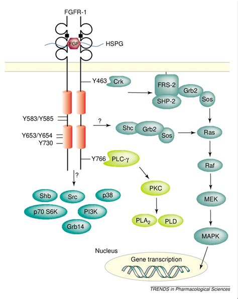 Overview Of Fgfr Signalling Binding Of Fgf Results In Receptor