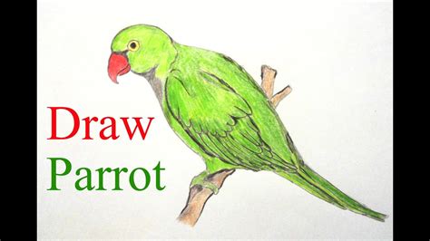 Parrot Easy Drawing at GetDrawings | Free download