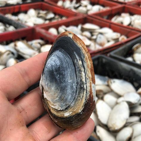 Fresh Clam Meat - Clams - Skagit Shellfish | Top Oyster Farms in Mount ...