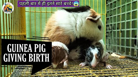 Guinea Pigs Giving Birth Youtube