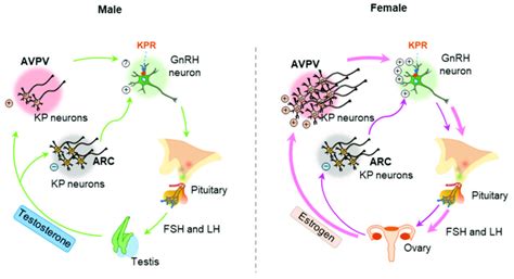 Sexual Dimorphism In Hypothalamic Kisspeptins Kisspeptin Kp Neurons