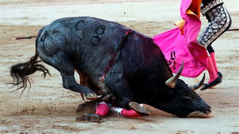 Torero español operado de urgencia tras sufrir una fuerte cornada en