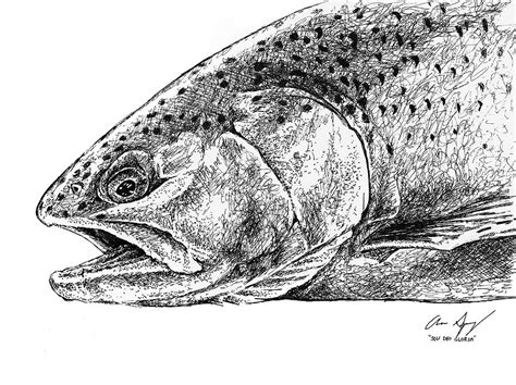 Sketch - Rainbow Trout Drawing by Aaron Spong