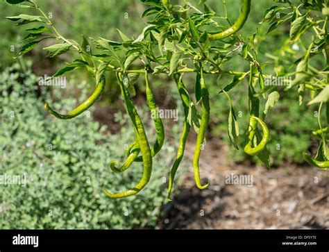 Long Pepper Hi Res Stock Photography And Images Alamy