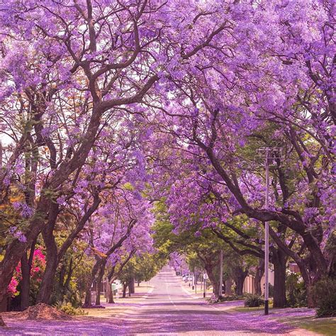 Purple Flowering Tree