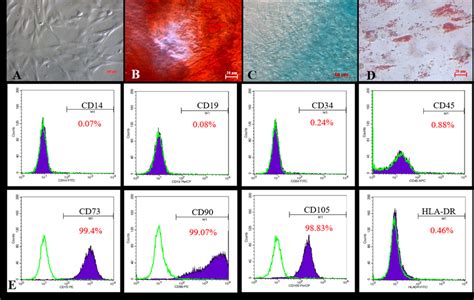 Isolated Mscs From The Human Umbilical Cord Displayed The Msc Phenotype